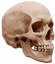 PaleoHumans